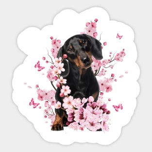 Blossom Black Dachshund Sticker